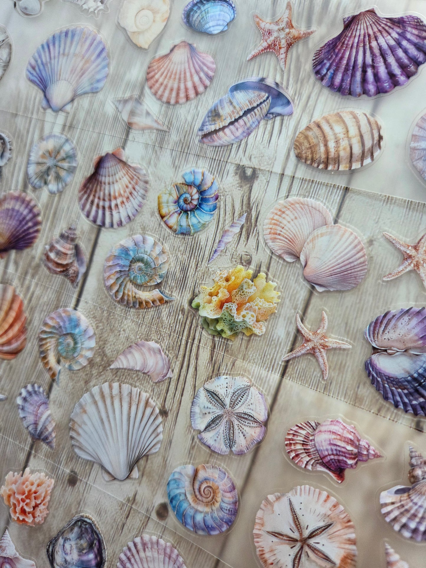 Seashells - PET Tape Sample Loop (Mini)