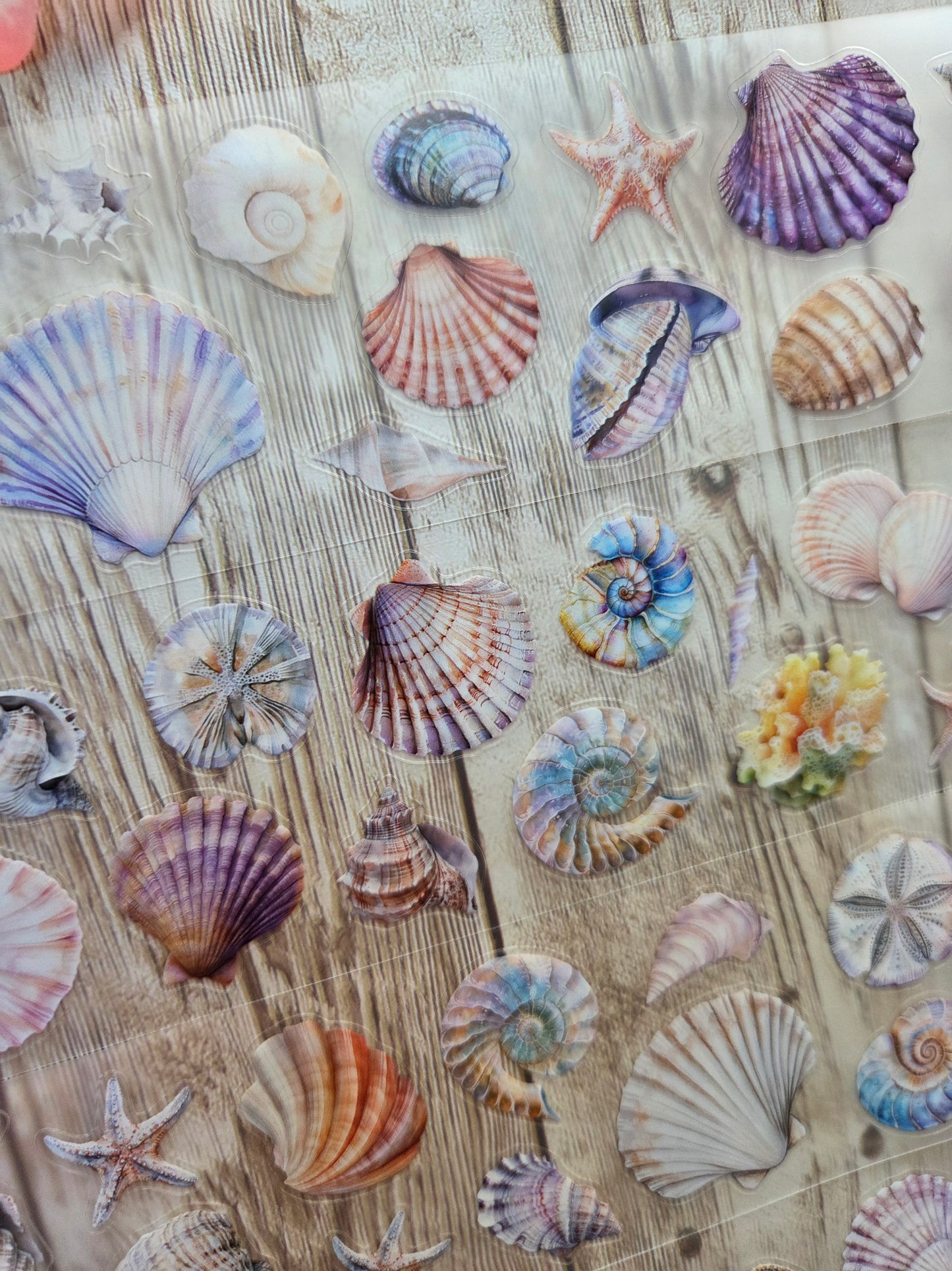 Seashells - PET Tape Sample Loop (Mini)