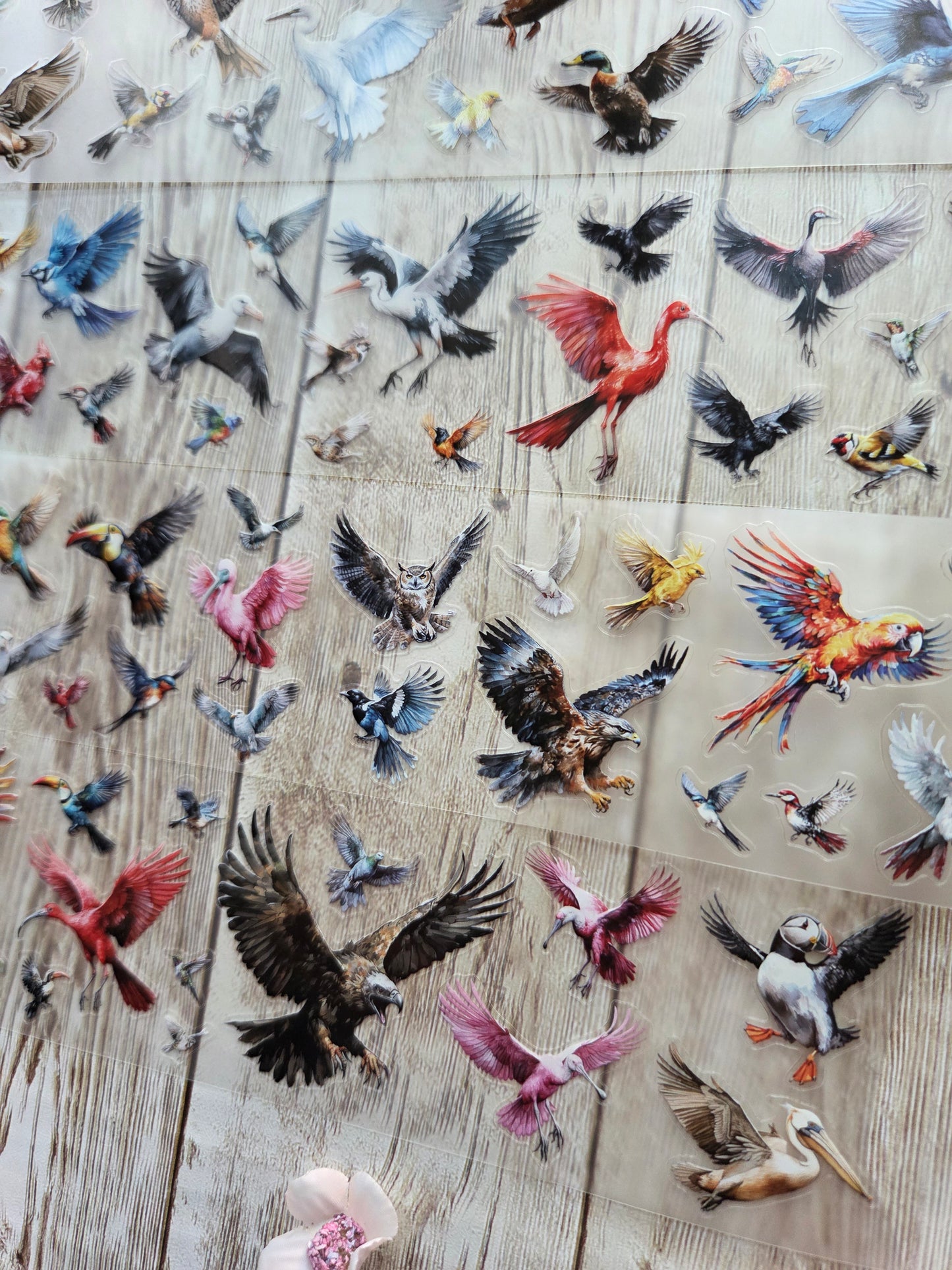 Birds - PET Tape Sample Loop (Mini)