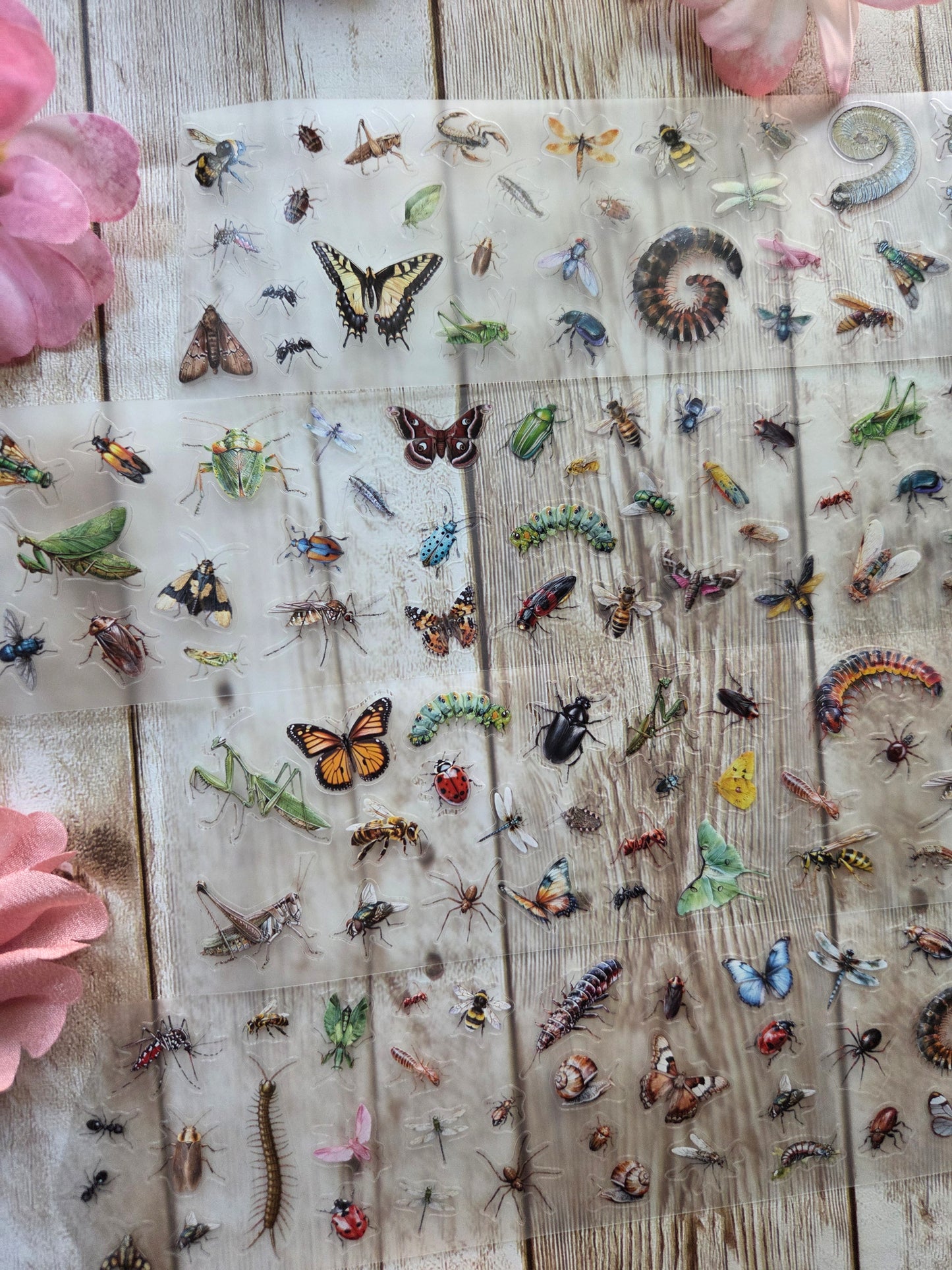 Insects - PET Tape Sample Loop (Mini)