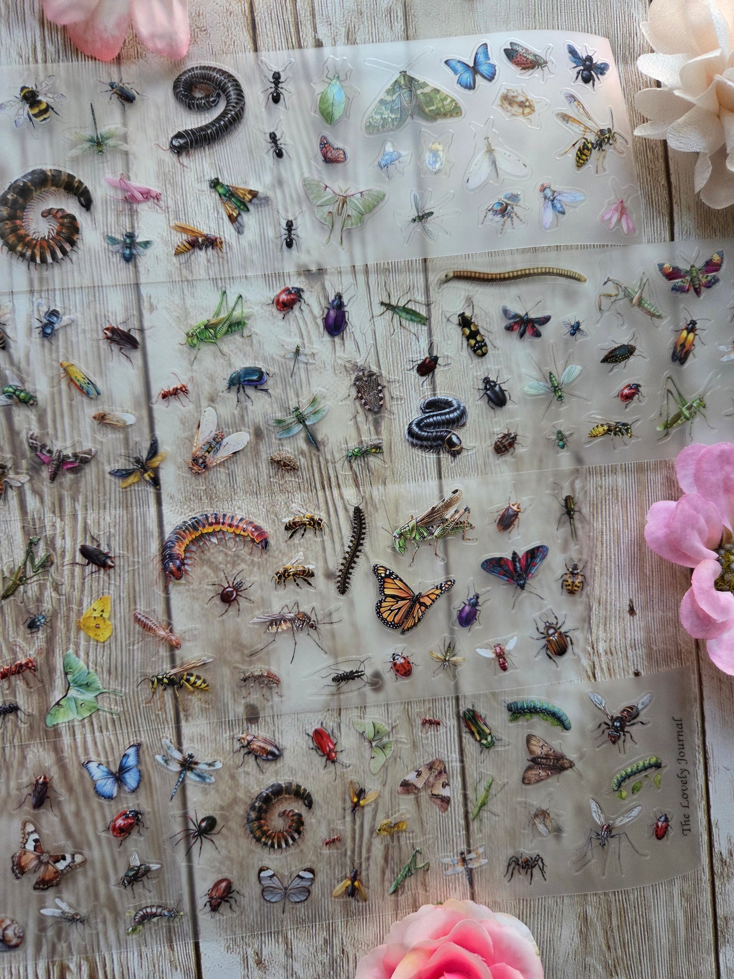Insects - PET Tape Sample Loop (Mini)