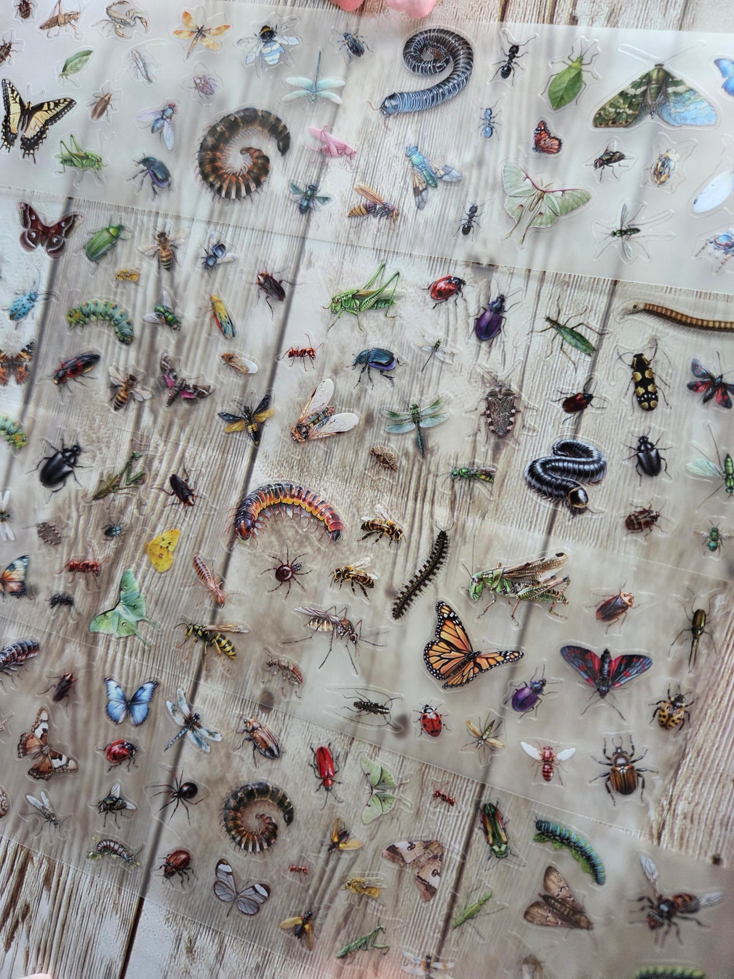 Insects - PET Tape Sample Loop (Mini)