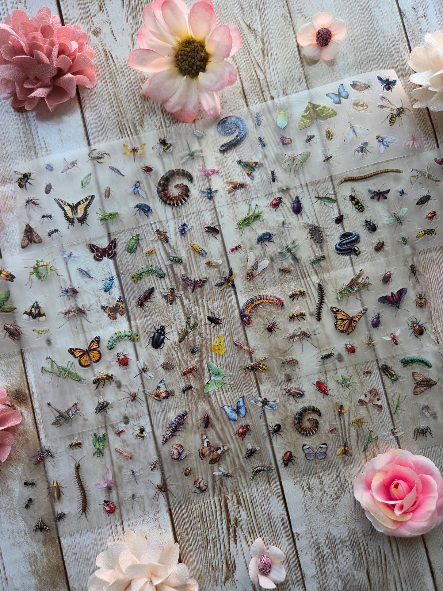 Insects - PET Tape Sample Loop (Mini)