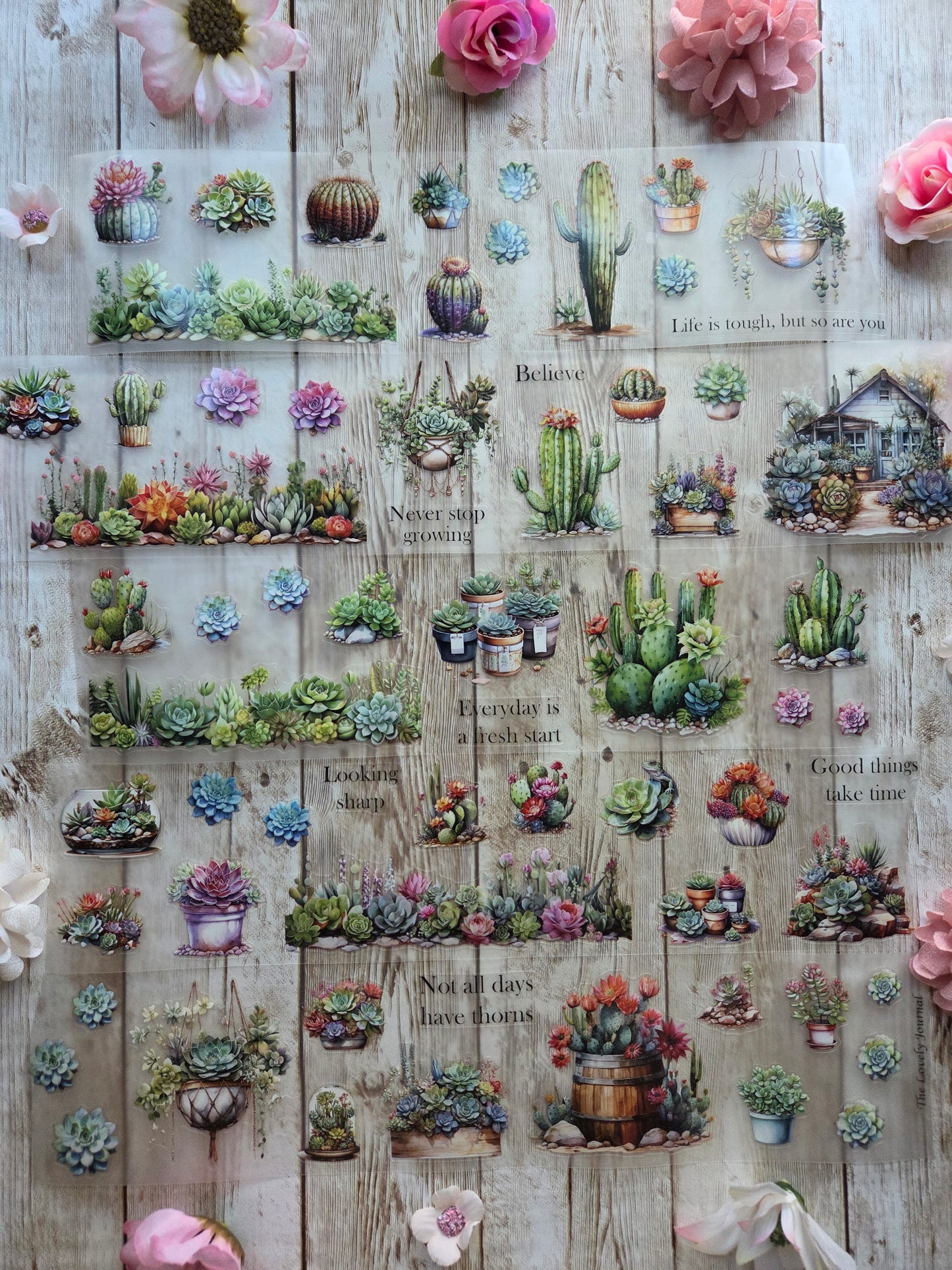 Succulents - PET Tape Sample Loop (Reggie)