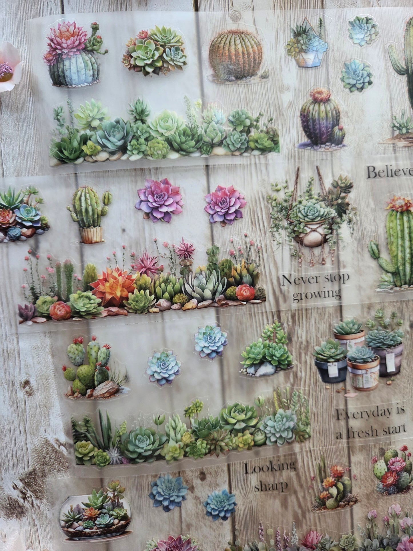 Succulents - PET Tape Sample Loop (Reggie)