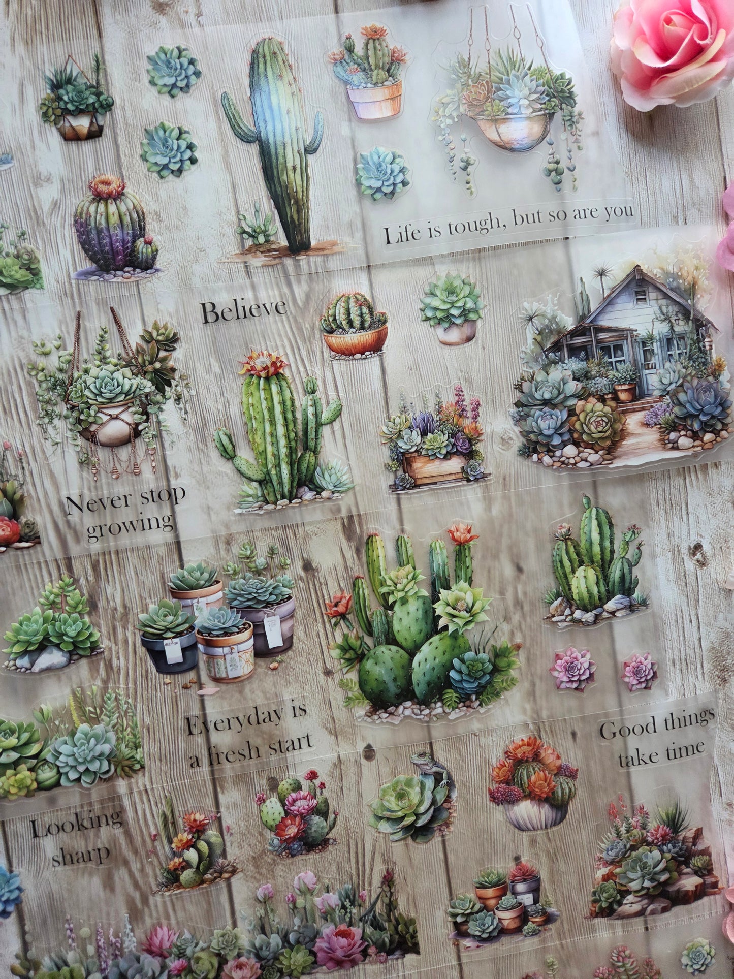 Succulents - PET Tape Sample Loop (Reggie)