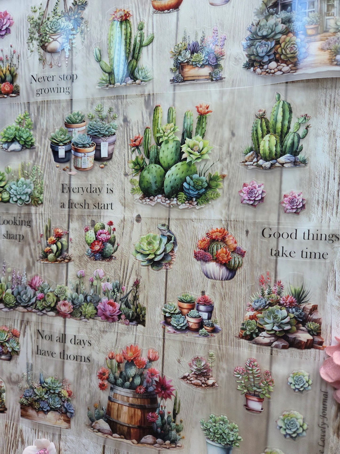 Succulents - PET Tape Sample Loop (Reggie)