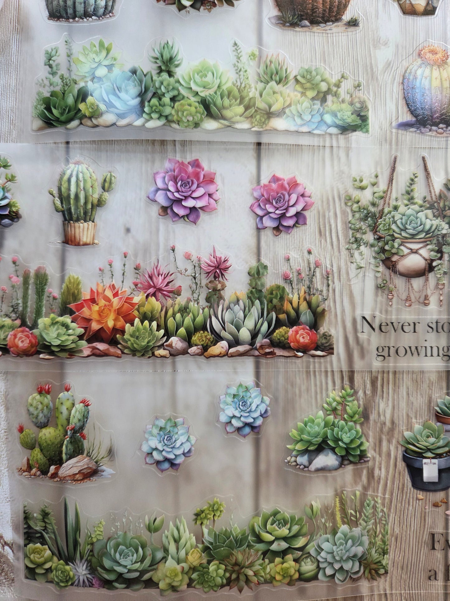 Succulents - PET Tape Sample Loop (Reggie)