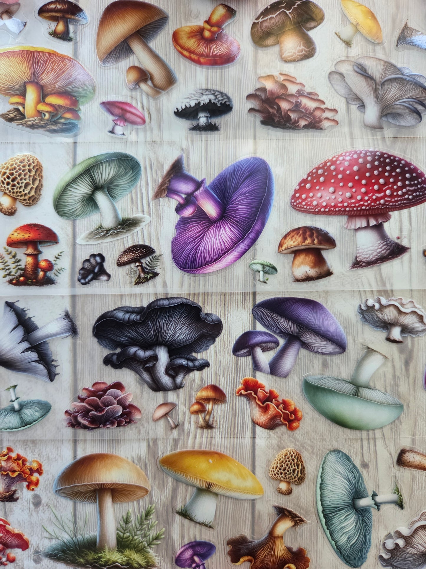 Mushrooms - PET Tape Sample Loop (Mini)