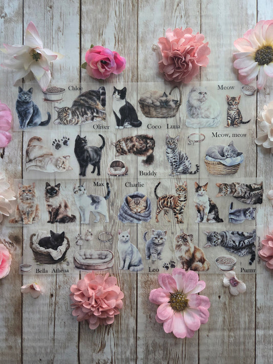 Meow Meow - PET Tape Sample Loop (Mini)