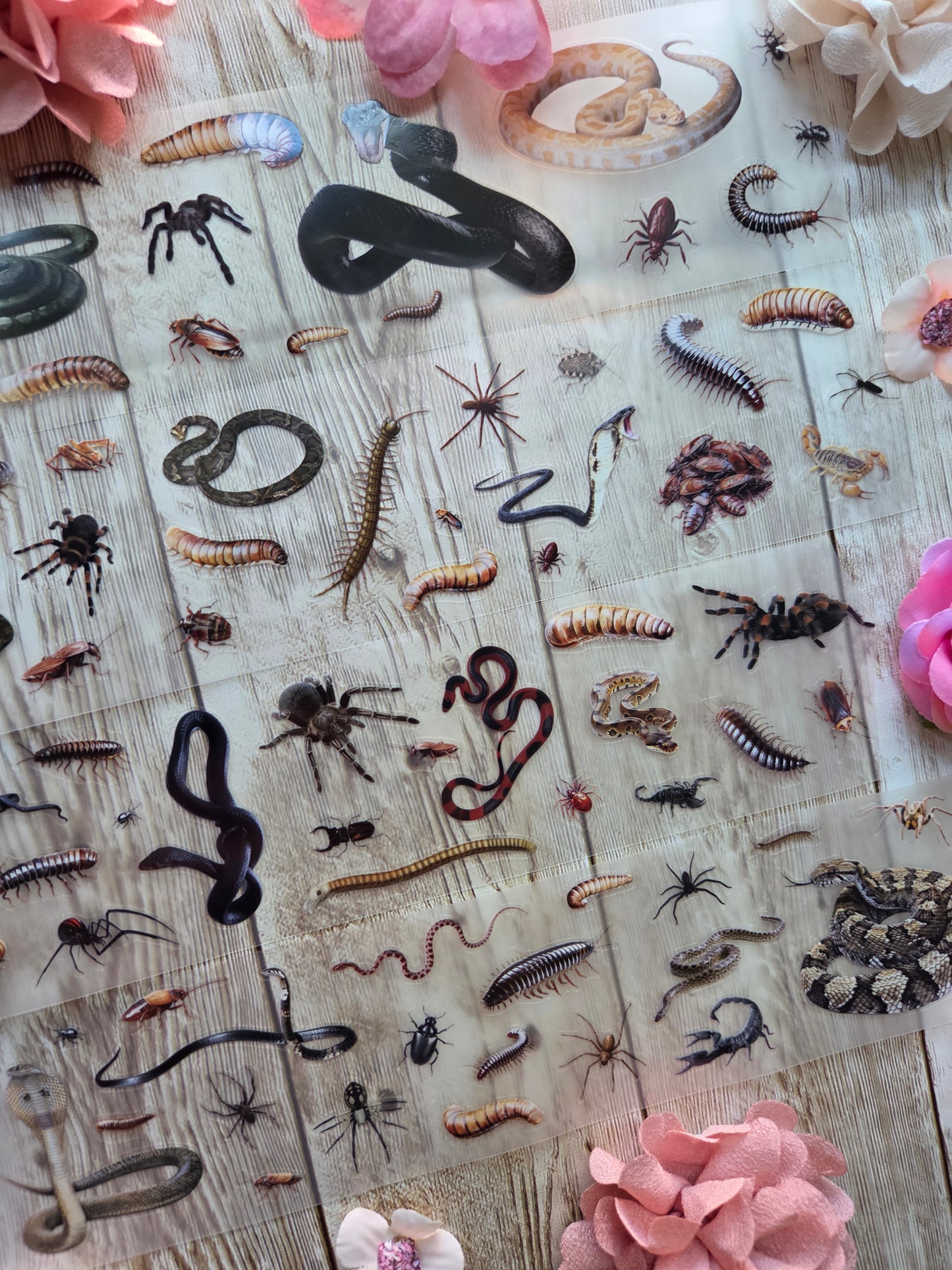 Creepy Crawlies - PET Tape Sample Loop (Mini)