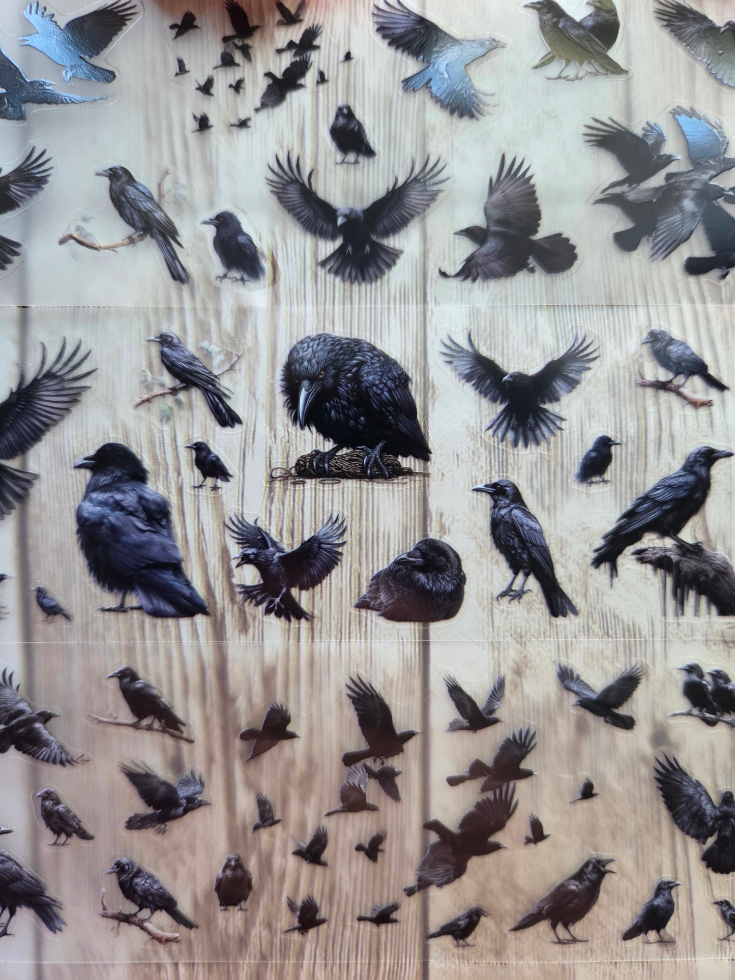 Crows - PET Tape Sample Loop (Mini)